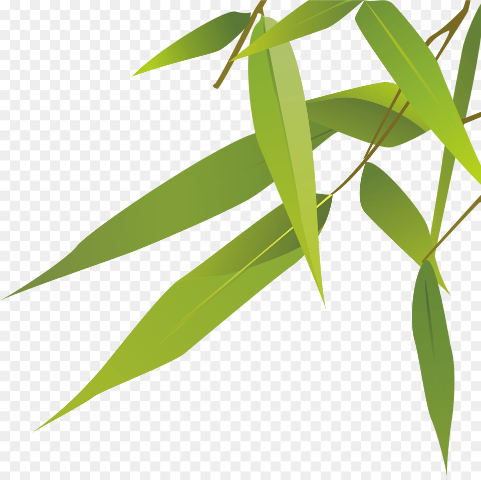 Botanical Vector Plant Epidendrum, Leaf, Tree Free Png Download