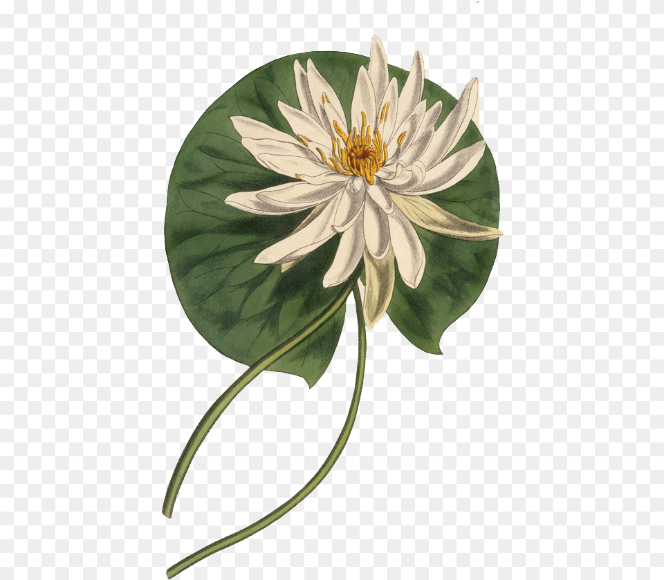 Botany Botanical Illustration Curtis Water Lily Botanical Sketch, Flower, Plant, Pond Lily, Anther Free Png