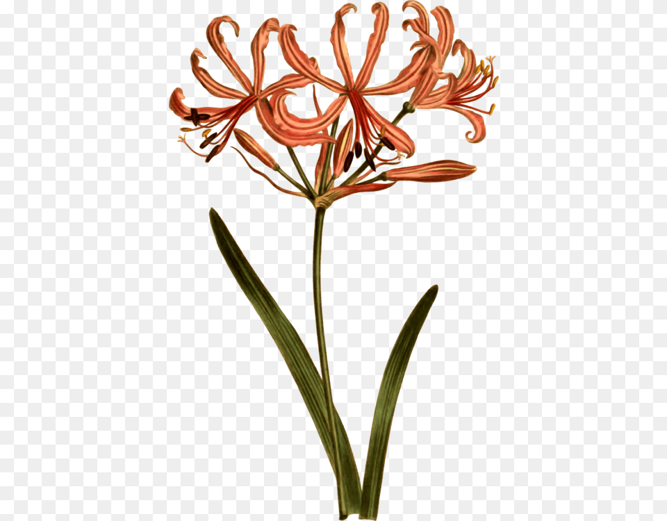 Botany Choix Des Plus Belles Fleurs Petal Flower Divaricate, Amaryllidaceae, Anther, Plant Png Image