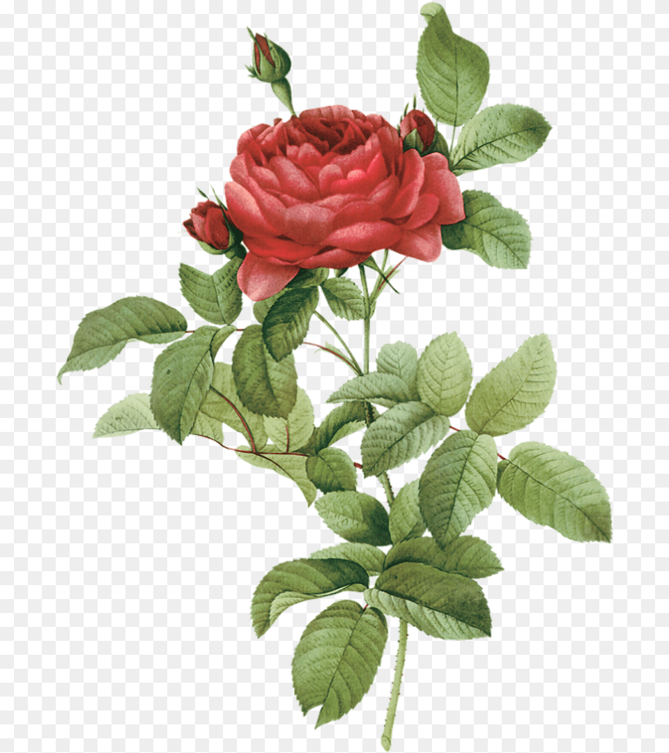 Botany Flower Rose Illustration Red Rose Watercolor, Plant, Leaf Free Transparent Png