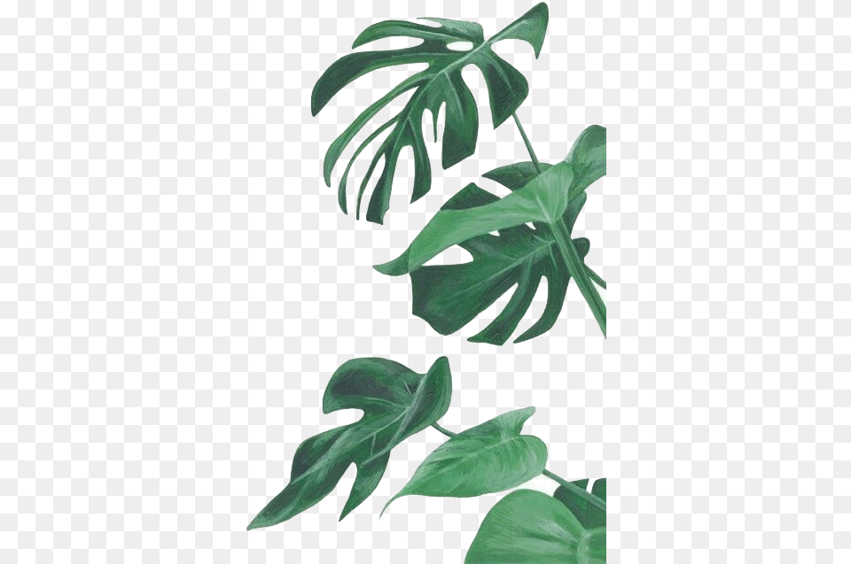 Botany Leaf Painting Leaves Illustration Watercolor Monstera Wallpaper Iphone, Green, Plant, Potted Plant, Flower Png Image