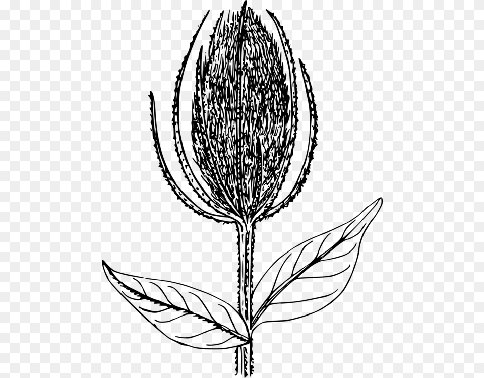 Botanyplantflower Illustration, Gray Free Transparent Png