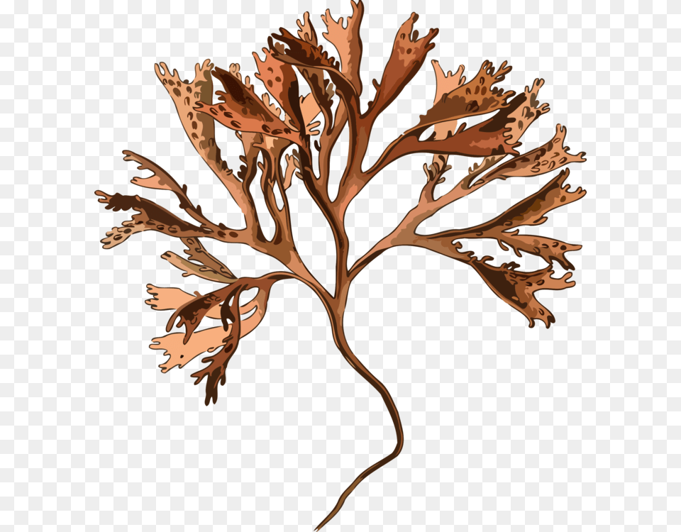 Botanyplantflower Irish Moss, Leaf, Plant, Wood, Art Free Png