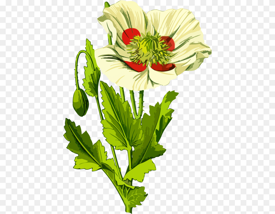 Botanyplantflower Opium, Flower, Plant, Poppy, Anemone Free Transparent Png