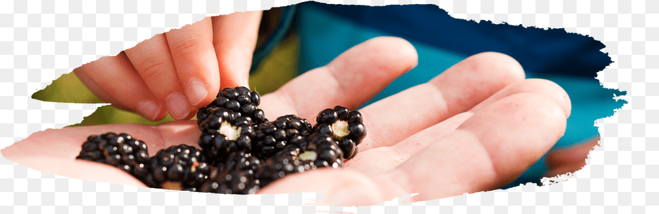 Both Are A Dark Purpleblack Color But Blackberries Seedless Fruit, Produce, Plant, Food, Berry Free Transparent Png
