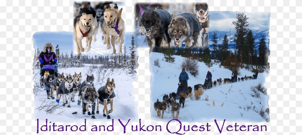 Both Are Equally As Beautiful And Fun Lots Of Opportunities Canadian Eskimo Dog, Nature, Outdoors, Pet, Animal Png Image