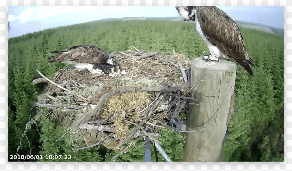 Both Chicks Want Food Forestry Commission England Free Png Download