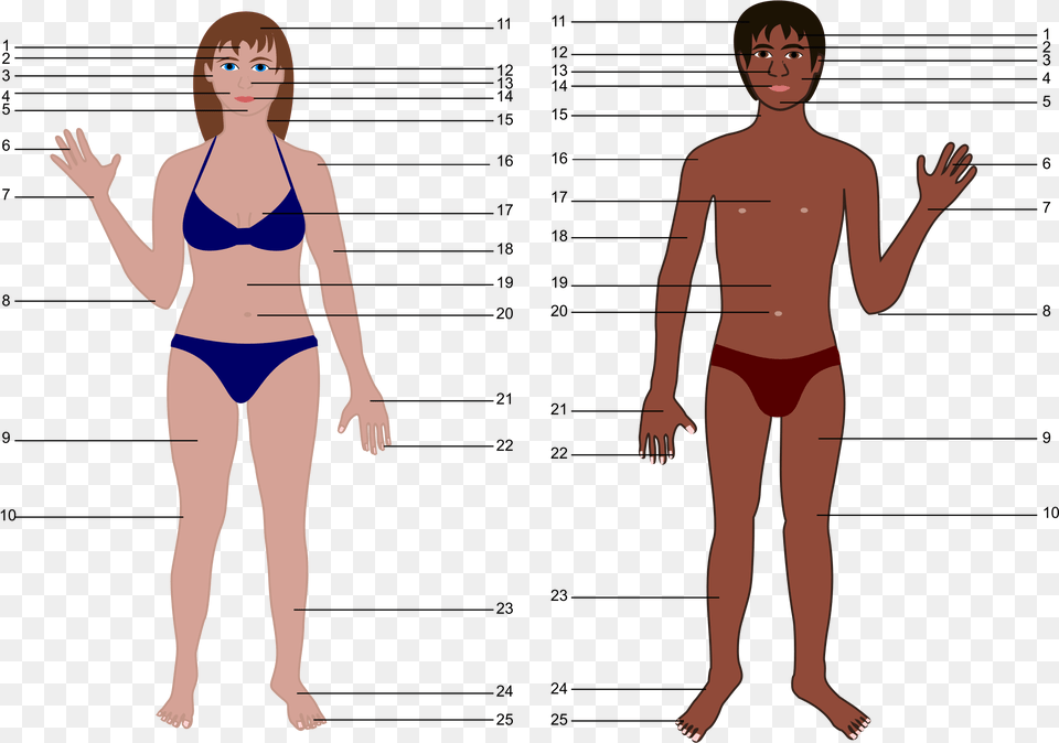 Both Genders With Numbers Human Body Parts Without Name, Swimwear, Chart, Clothing, Plot Png Image