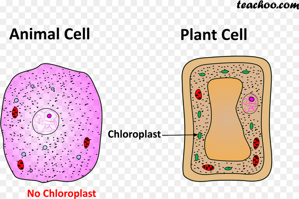 Both Plant And Animal Cell Free Png