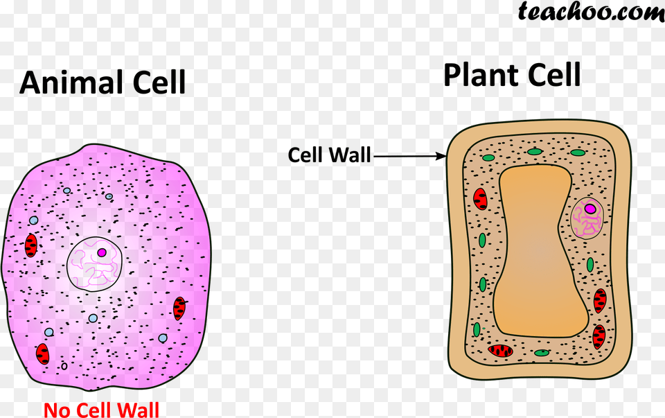 Both Plant And Animal Cell Wall Free Png Download