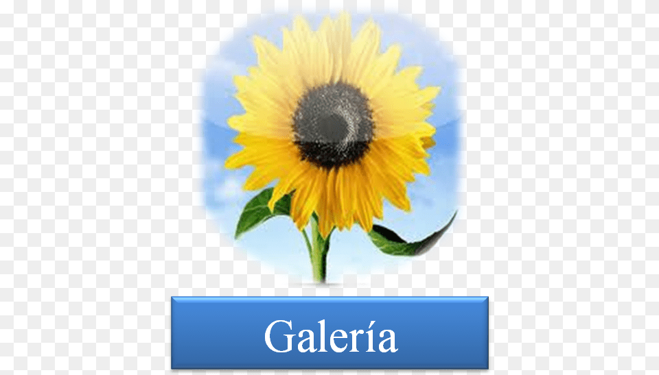 Boton Galeria Ios 6 Photos Icon, Flower, Plant, Sunflower Free Transparent Png