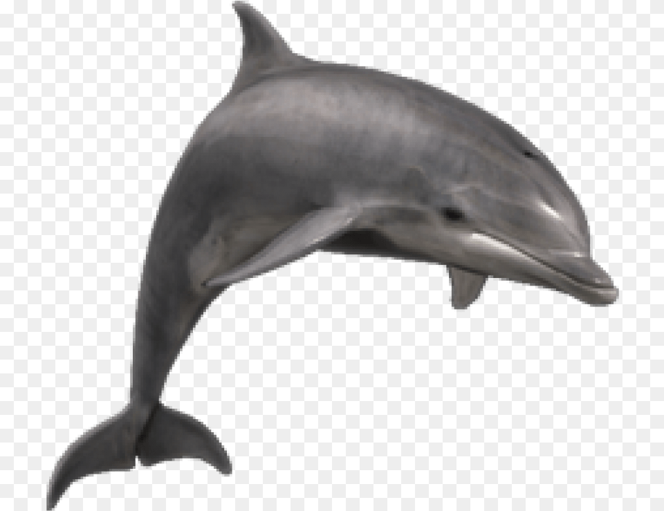 Bottlenose Dolphin, Animal, Mammal, Sea Life, Fish Free Png Download