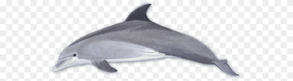 Bottlenose Dolphin Bottlenose Dolphin, Animal, Mammal, Sea Life, Fish Free Transparent Png