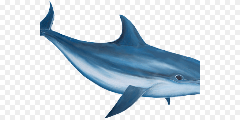 Bottlenose Dolphin Clipart Realistic, Animal, Mammal, Sea Life, Fish Free Png