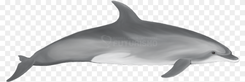 Bottlenose Dolphin Futurismo Indo Pacific Bottlenose Dolphin, Animal, Mammal, Sea Life, Fish Free Png Download