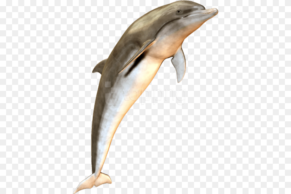 Bottlenose Dolphindolphinmarine Mammalshort Beaked Dolphin Transparent Jumping, Animal, Mammal, Sea Life, Fish Free Png