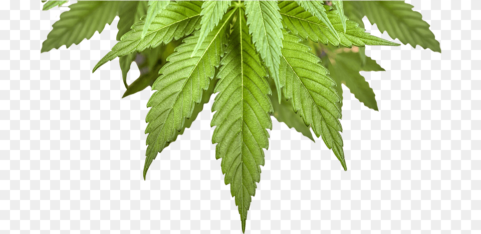 Bottom Leaf Small Cannabis, Plant, Tree, Hemp Png