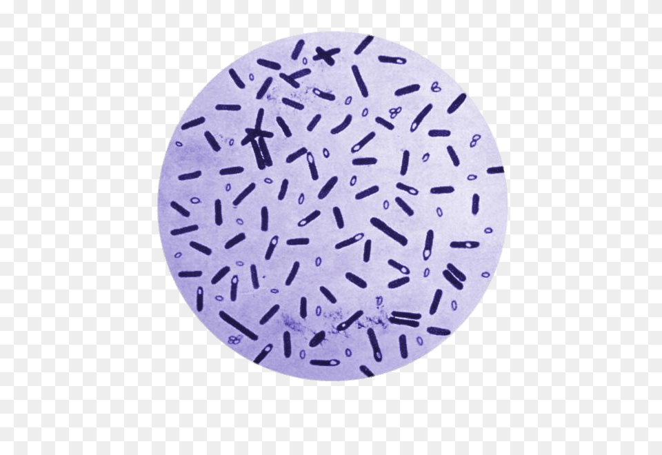 Botulism Bacteria In A Petri Dish, Home Decor, Sprinkles, Paper Free Png Download