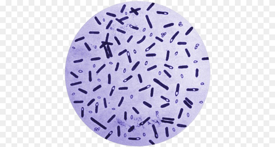 Botulism Bacteria In A Petri Dish Clip Arts Spores Of Clostridium Botulinum, Paper Free Png