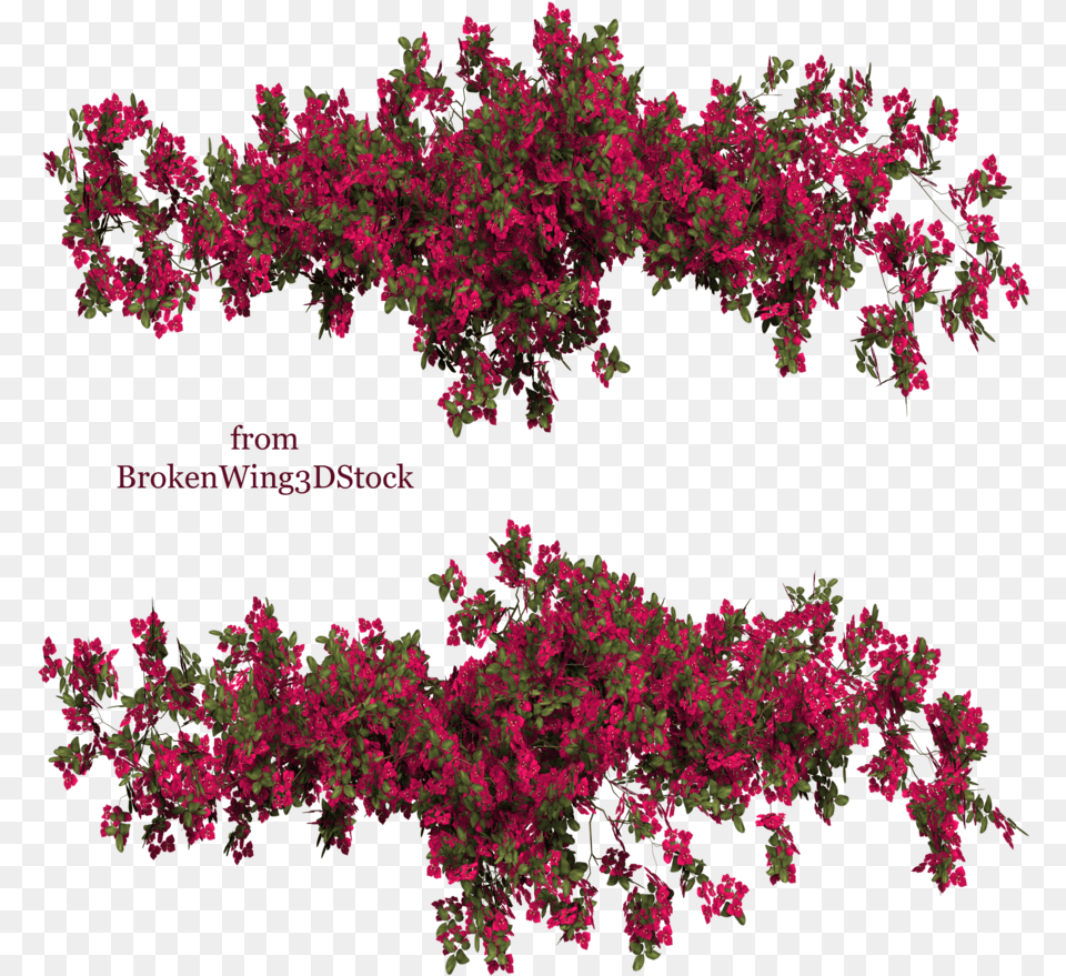 Bougainvillea 02 By, Purple, Plant, Pattern, Accessories Free Png