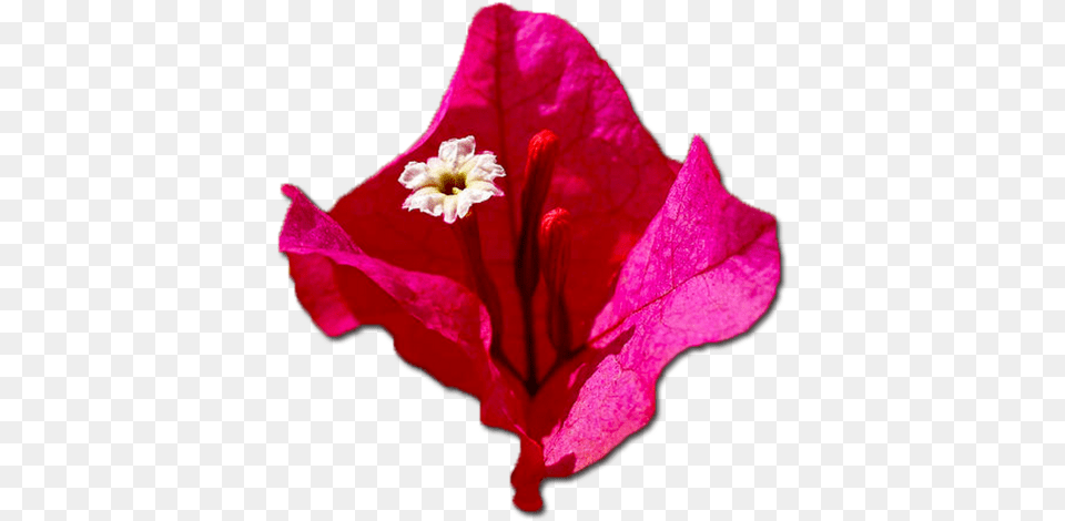 Bougainvillea 1 Image Bougainvillea, Flower, Geranium, Petal, Plant Free Transparent Png