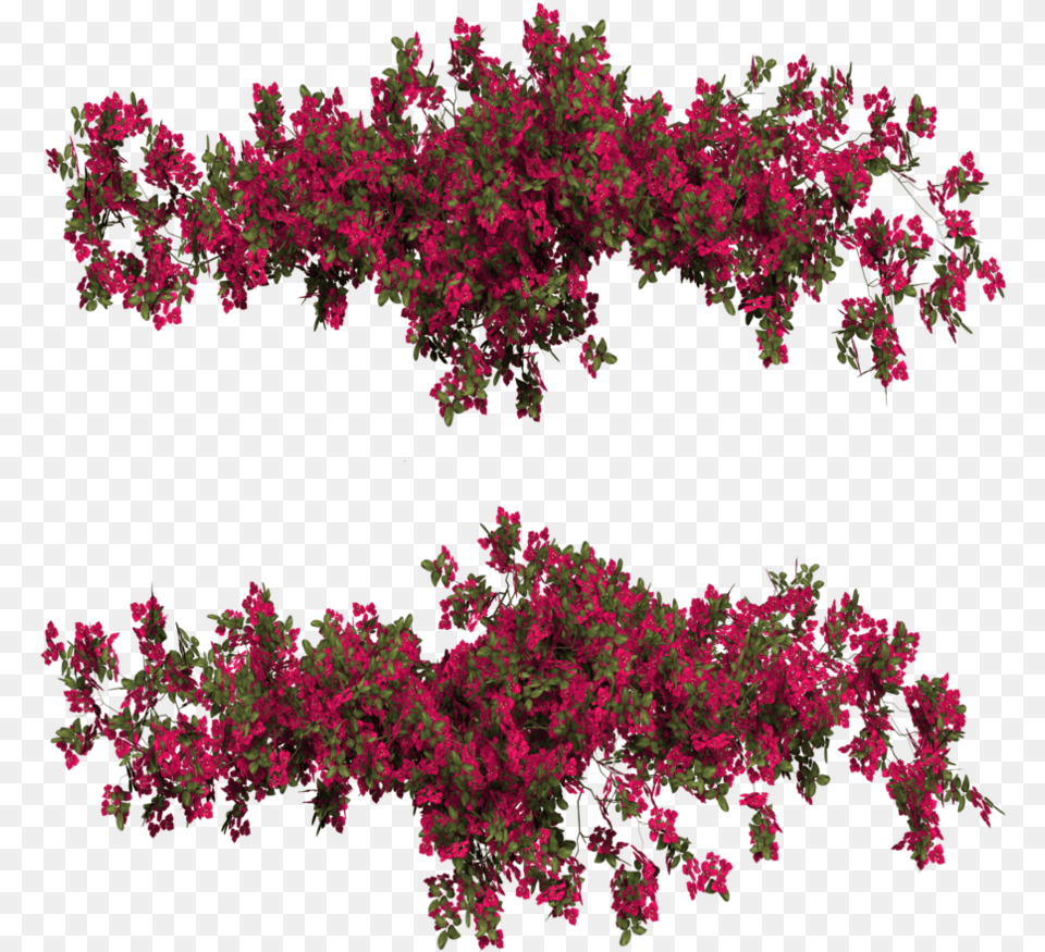 Bougainvillea, Leaf, Plant, Pattern, Accessories Free Png