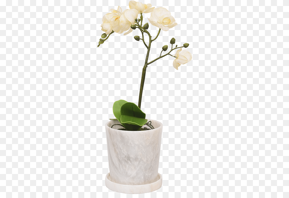 Bougainvillea, Flower, Flower Arrangement, Ikebana, Potted Plant Png