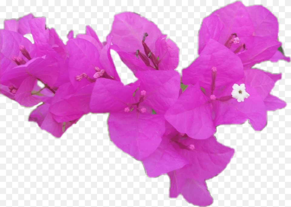 Bougainvillea, Anther, Flower, Geranium, Petal Free Png