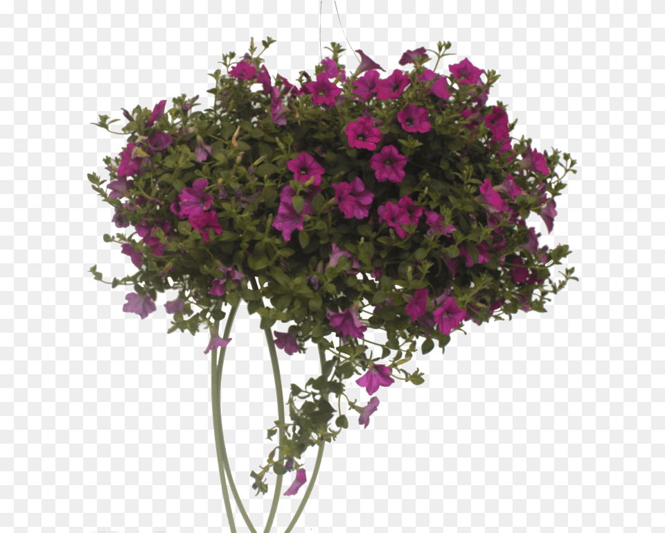 Bougainvillea, Flower, Flower Arrangement, Flower Bouquet, Geranium Free Png
