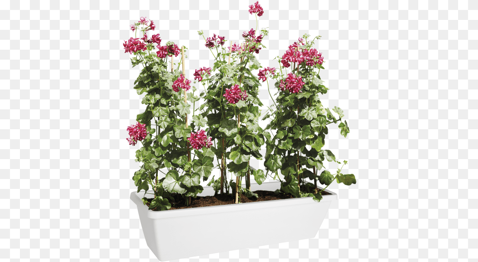 Bougainvillea, Flower, Flower Arrangement, Geranium, Plant Free Transparent Png