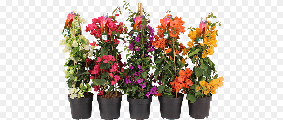 Bougainvillea Altanova Flowerpot, Flower, Flower Arrangement, Geranium, Plant Free Transparent Png