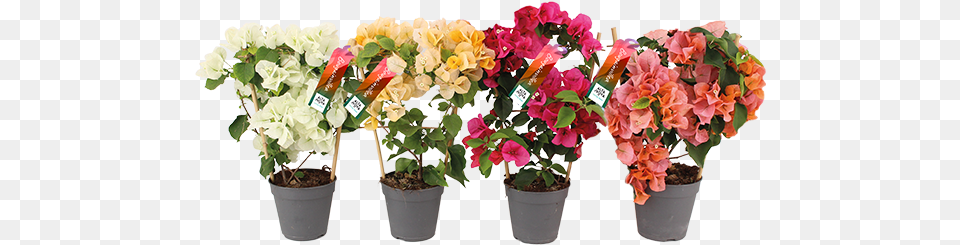 Bougainvillea Altanova Flowerpot, Flower, Flower Arrangement, Flower Bouquet, Geranium Free Png