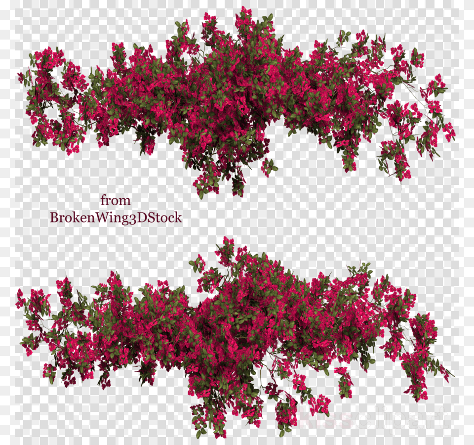 Bougainvillea Clipart Shrub Bougainvillea Plant, Pattern, Flower, Geranium, Art Free Transparent Png