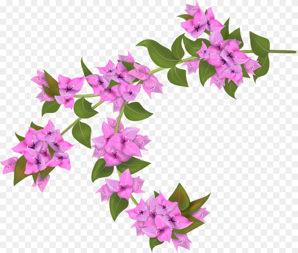 Bougainvillea Drawing Botanical Illustration Bougainvillea, Flower, Plant, Art, Floral Design Free Transparent Png