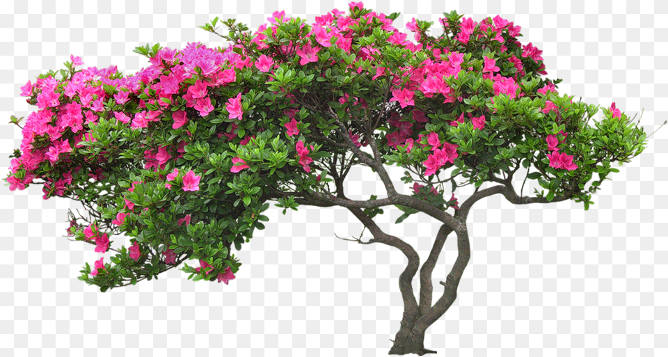 Bougainvillea Drawing Plant Banner Transparent Download Photography Backdrops Vinyl Studio Props Photo Background, Flower, Geranium, Potted Plant, Tree Free Png