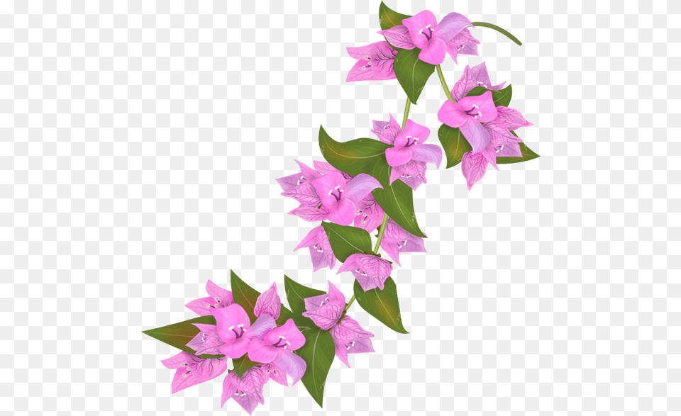 Bougainvillea Flower, Plant, Purple, Flower Arrangement, Gladiolus Free Transparent Png