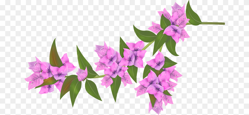 Bougainvillea Flower, Art, Floral Design, Graphics, Pattern Free Transparent Png