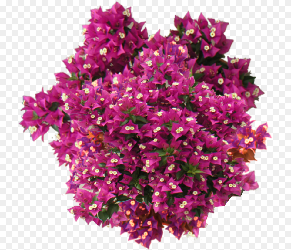 Bougainvillea Plant Top View, Flower, Purple, Flower Arrangement, Flower Bouquet Png Image