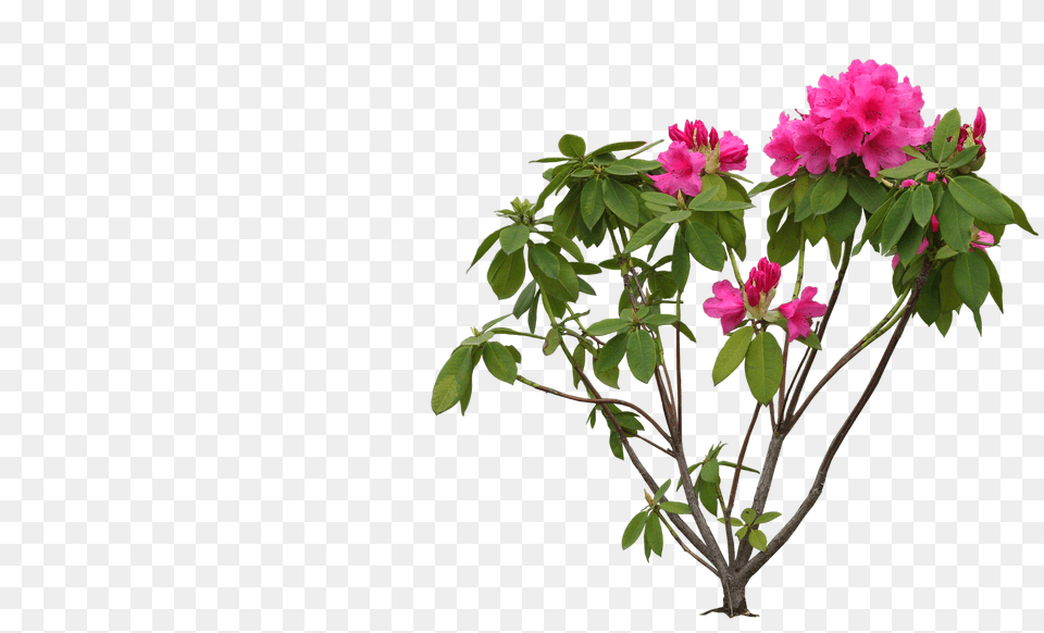 Bougainvillea Rhododendron, Flower, Flower Arrangement, Geranium, Plant Free Png Download