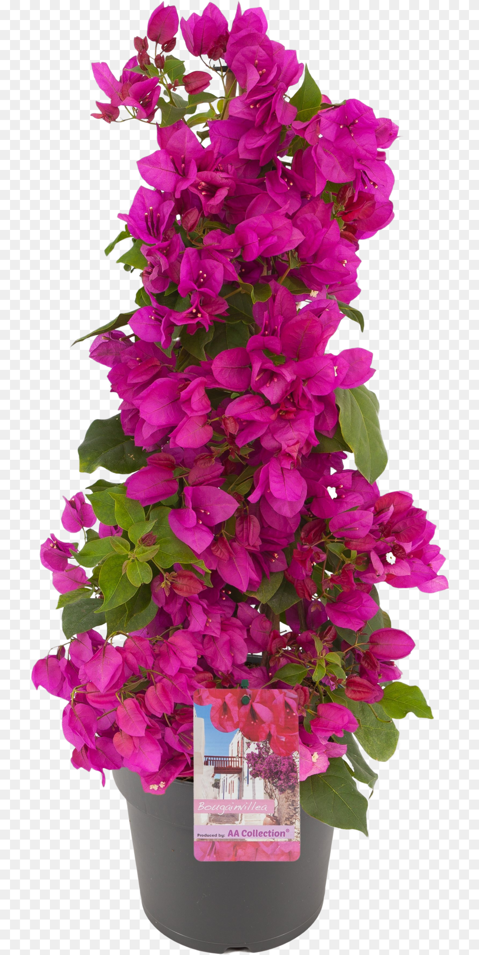 Bougainvillea Sanderiana Pyramid Bougainvillea Hornbach, Flower, Flower Arrangement, Flower Bouquet, Geranium Free Png Download