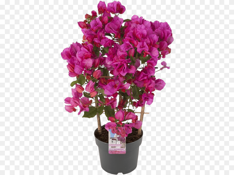 Bougainvillea Sanderiana Sweet Pea, Flower, Flower Arrangement, Geranium, Petal Png Image