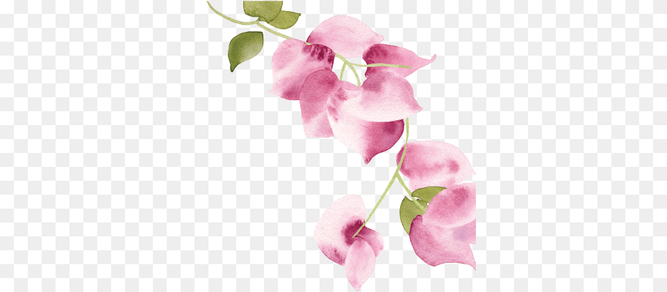 Bougainvillea Sweet Pea Transparent, Flower, Petal, Plant, Orchid Free Png