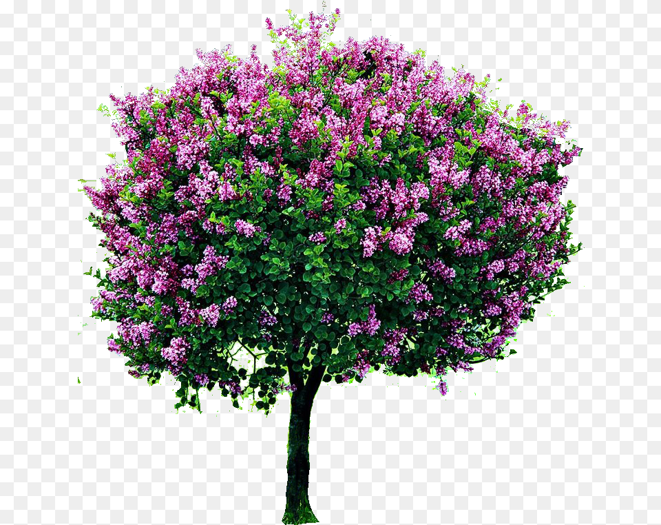 Bougainvillea Tree Transparent Flower Tree Hd, Plant, Lilac, Vegetation Png