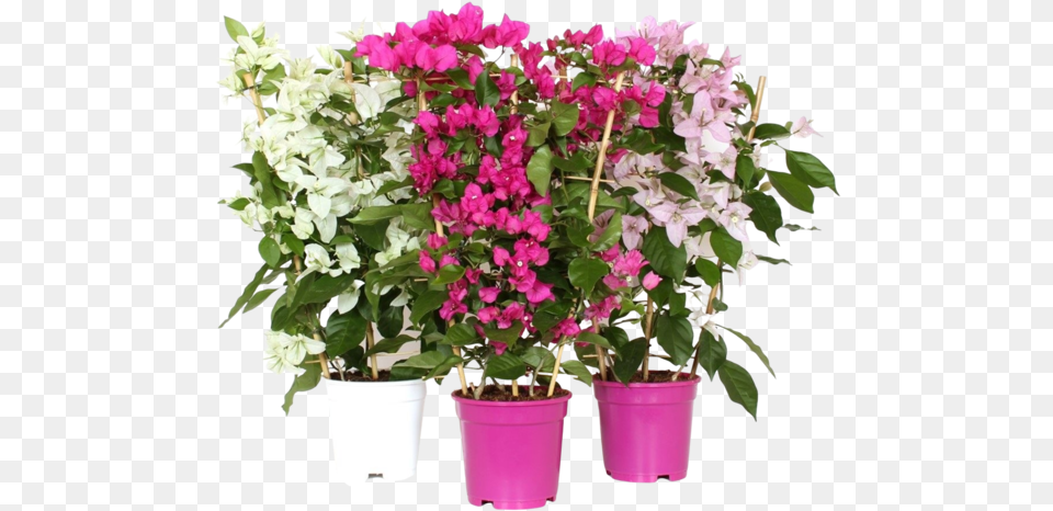 Bougainvillea Vita Toscana Rack Flowerpot, Flower, Potted Plant, Plant, Geranium Free Png Download