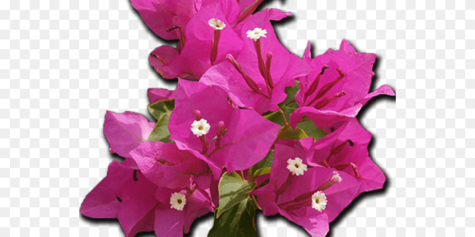 Bouganvillea Clipart Transparent Bougainvillea Flower, Geranium, Petal, Plant, Anther Free Png