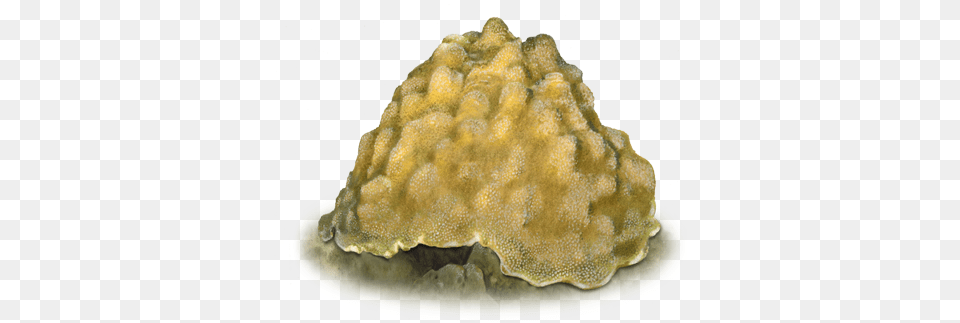 Boulder Star Coral Noaa Fisheries Boulder Star Coral, Animal, Sea Life, Sea, Reef Png