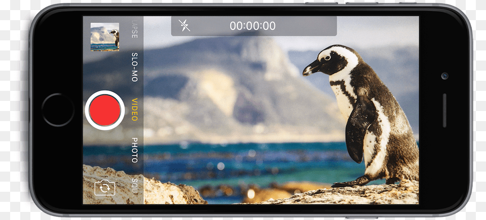 Boulders Beach, Animal, Bird, Penguin, Electronics Free Png