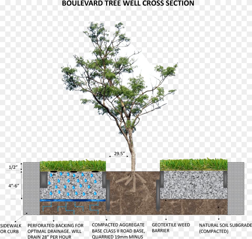 Boulevard Tree Well Cross Section The Art Of Synthetic Small Pine Tree, Plant, Potted Plant, Conifer Free Png