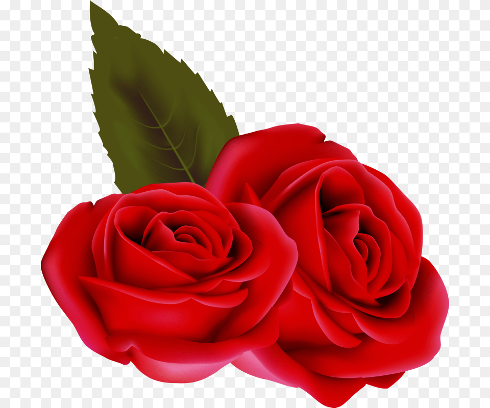 Bouqet De Roses Rosa Fleur Rouge Passion St Valentin Rose Rouge Fond Transparent, Flower, Plant, Petal Png Image