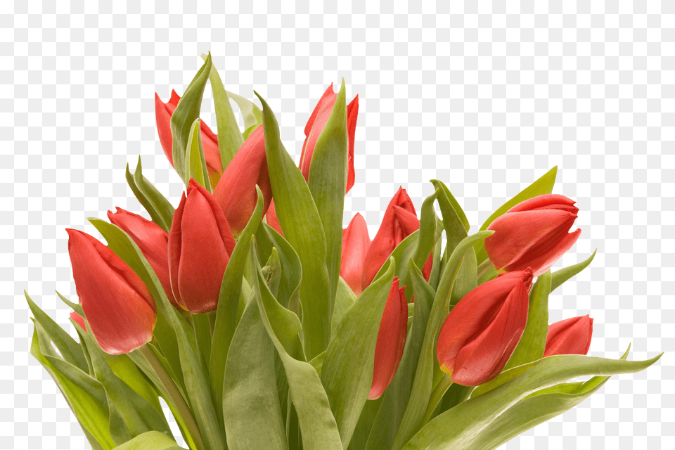 Bouquet Png